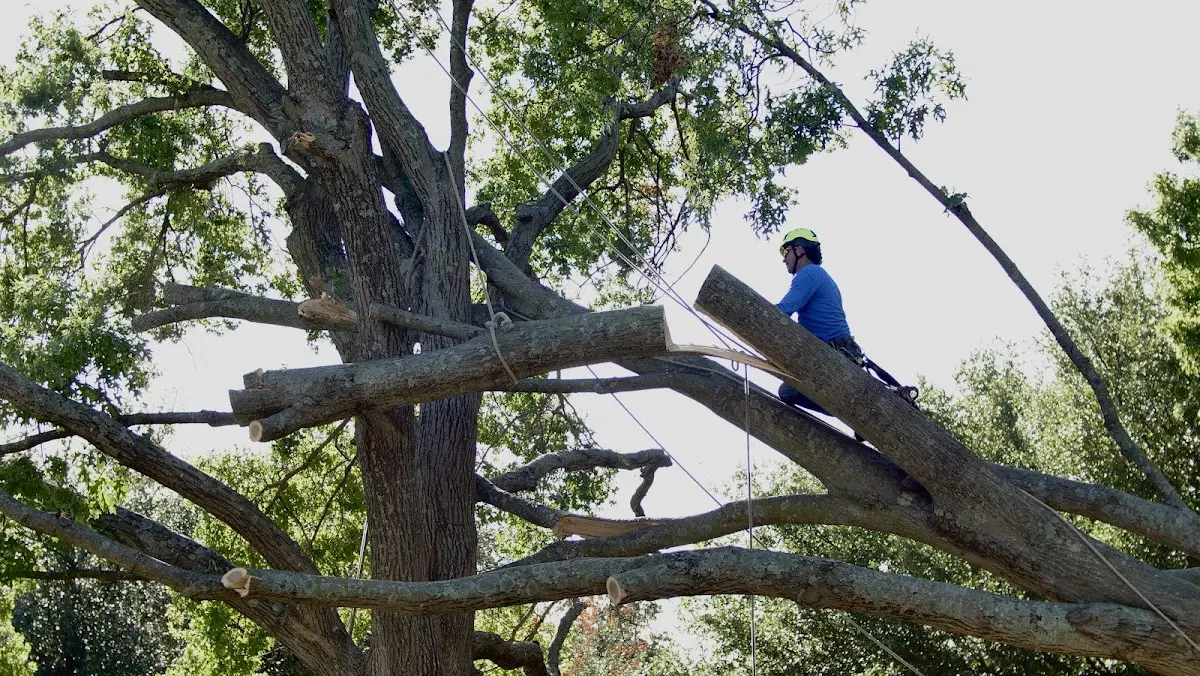 Professional Hazardous Tree Removal performed by certified arborists in Merryville