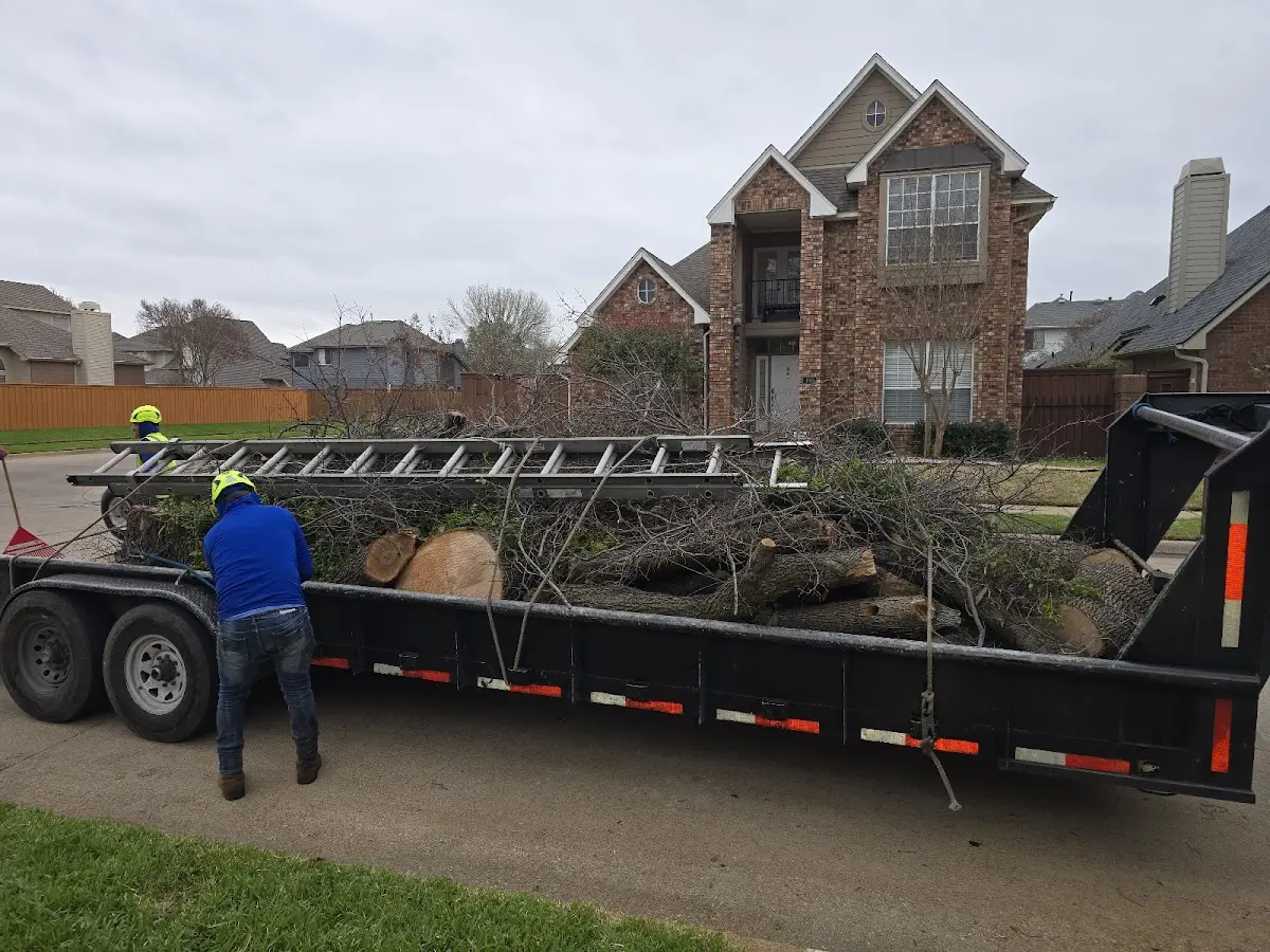 Expert Tree Removal with proper safety equipment in Merryville